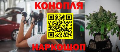 крисы Апшеронск